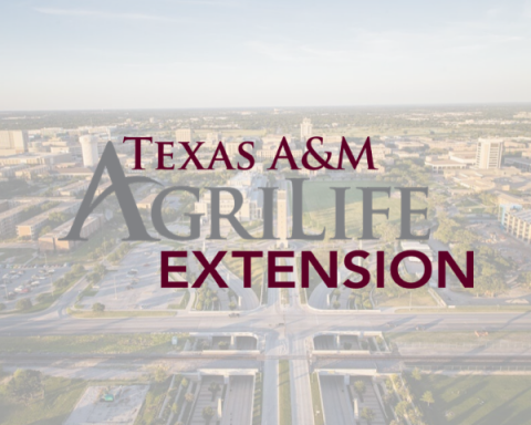 Texas A&M AgriLife Extension Offering Virtual Canning Classes